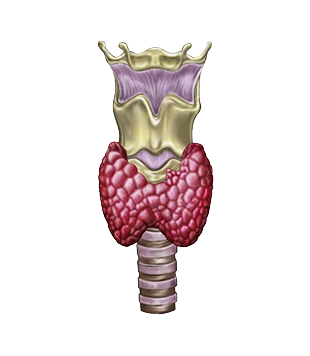 Endocrinology Icon